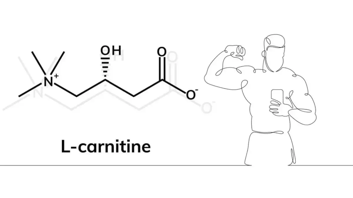 L-Carnitine | Carnitine : effets, bénéfices et dangers, qu-'est-ce que c'est ?