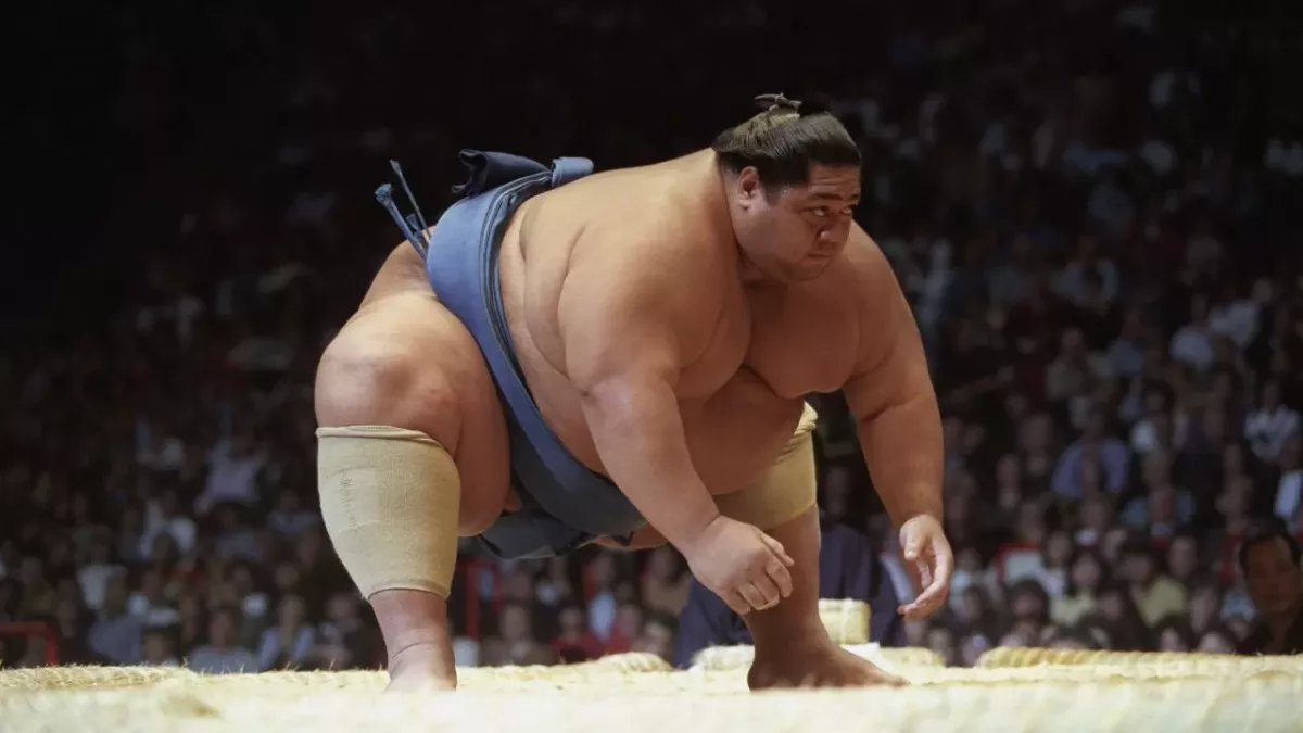 Orora Satoshi est le sumo le plus lourd à avoir participé à une compétition. 