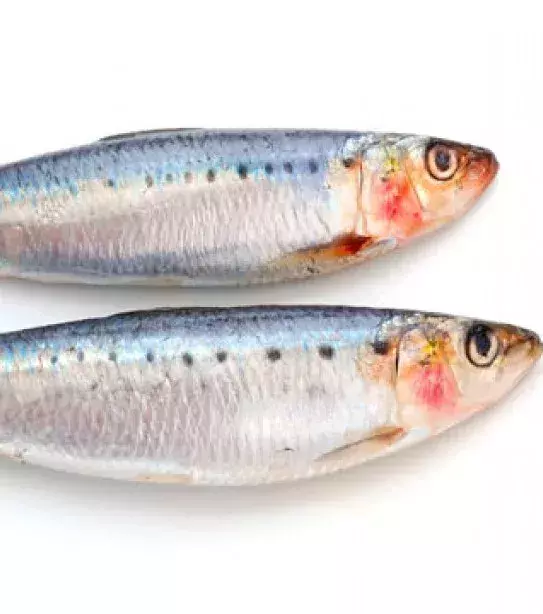9. Les sardines 